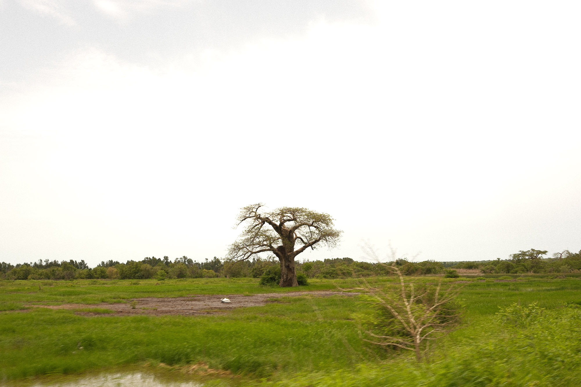 Gambia 20